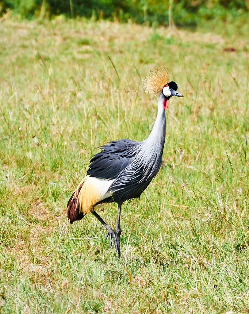 Grey crowned crane